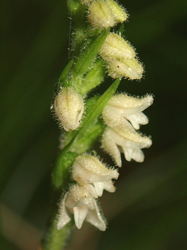 Chiedo conferma per Goodyera repens